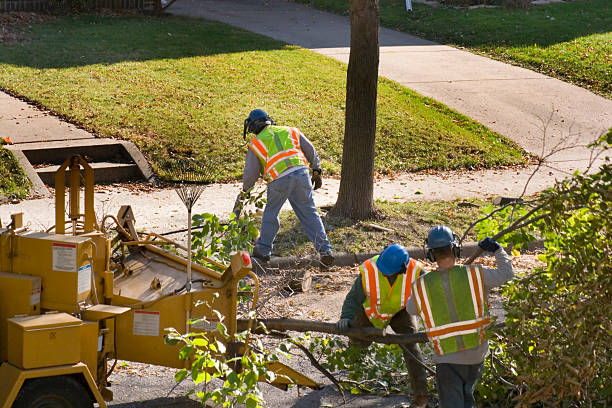 Best Hazardous Tree Removal  in Midway City, CA