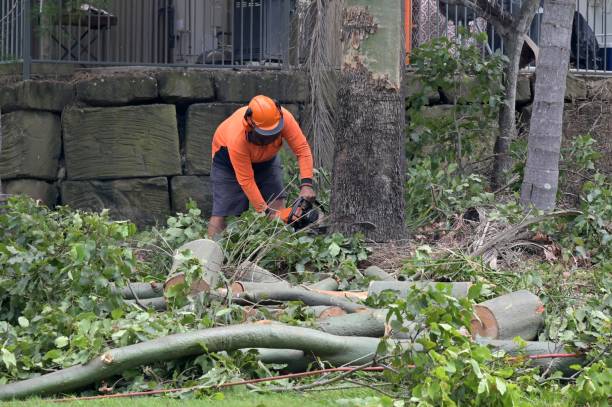 Best Utility Line Clearance  in Midway City, CA